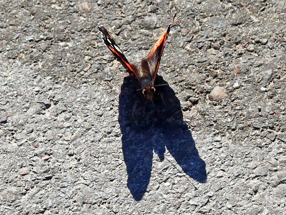 Schmetterling Admiral