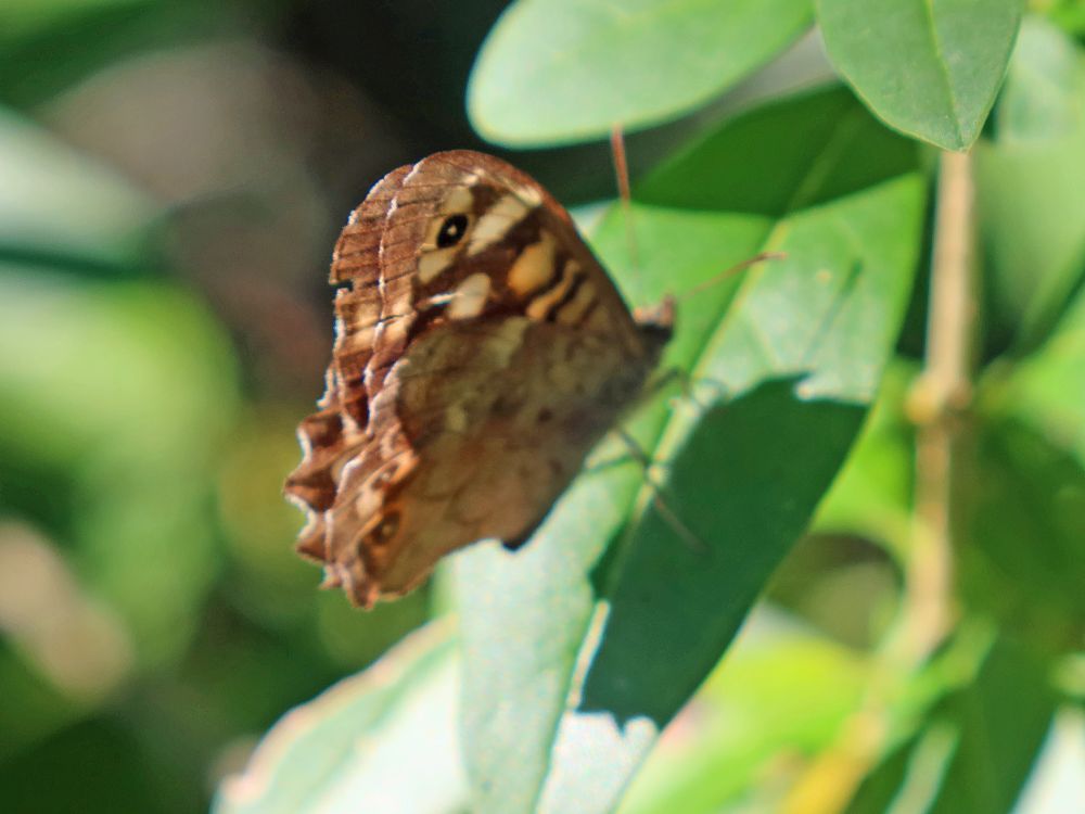 Schmetterling Waldbrettspiel