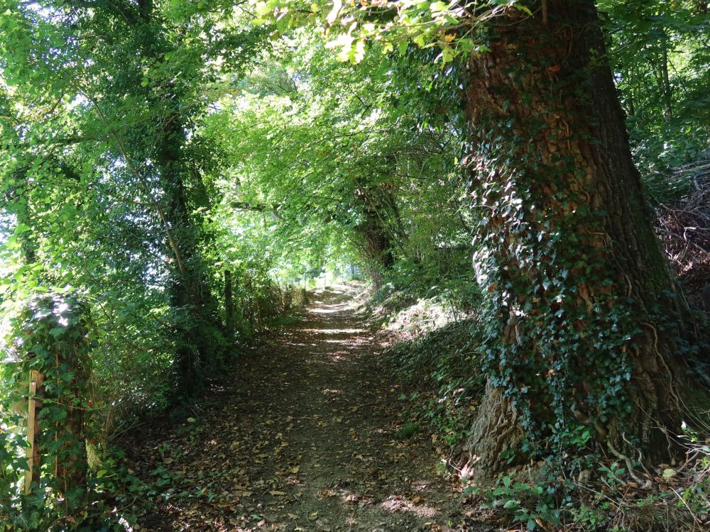Weg am Waldrand Faulenhau