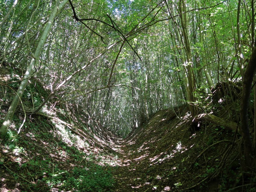 Hohlweg