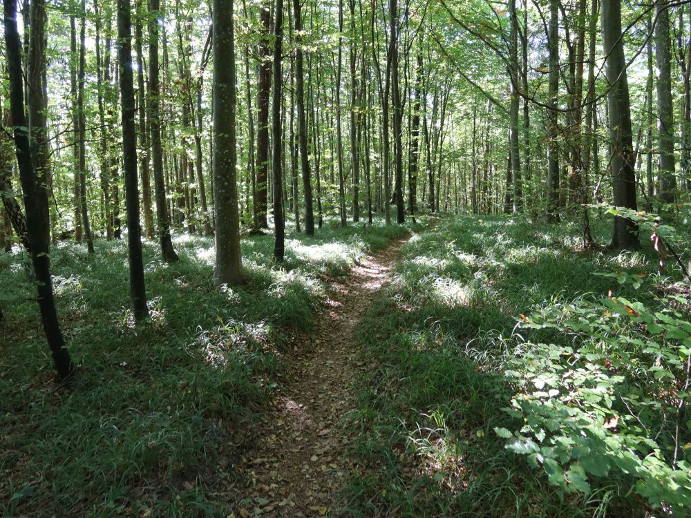 Panoramamweg