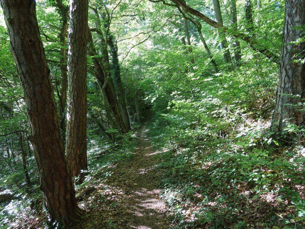 Panoramamweg