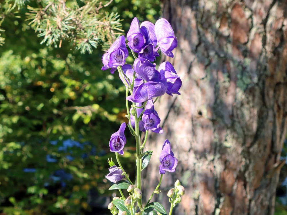 Blauer Eisenhut