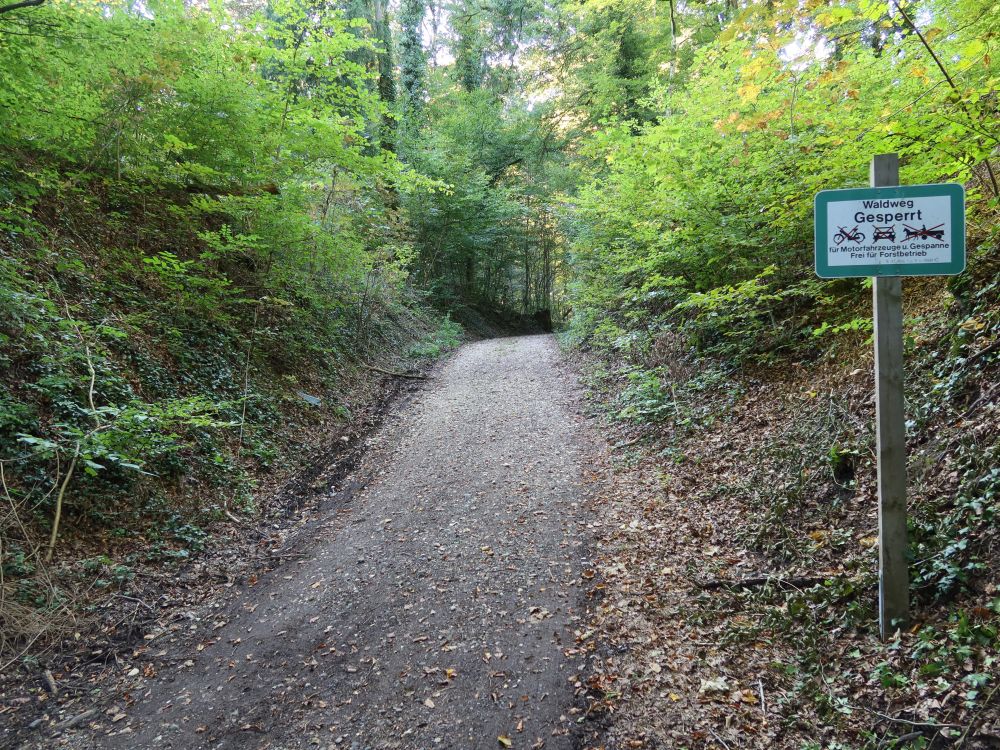Waldweg