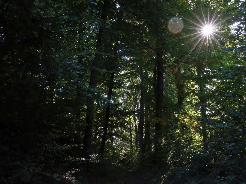 Sonnenstern im dunklen Wald