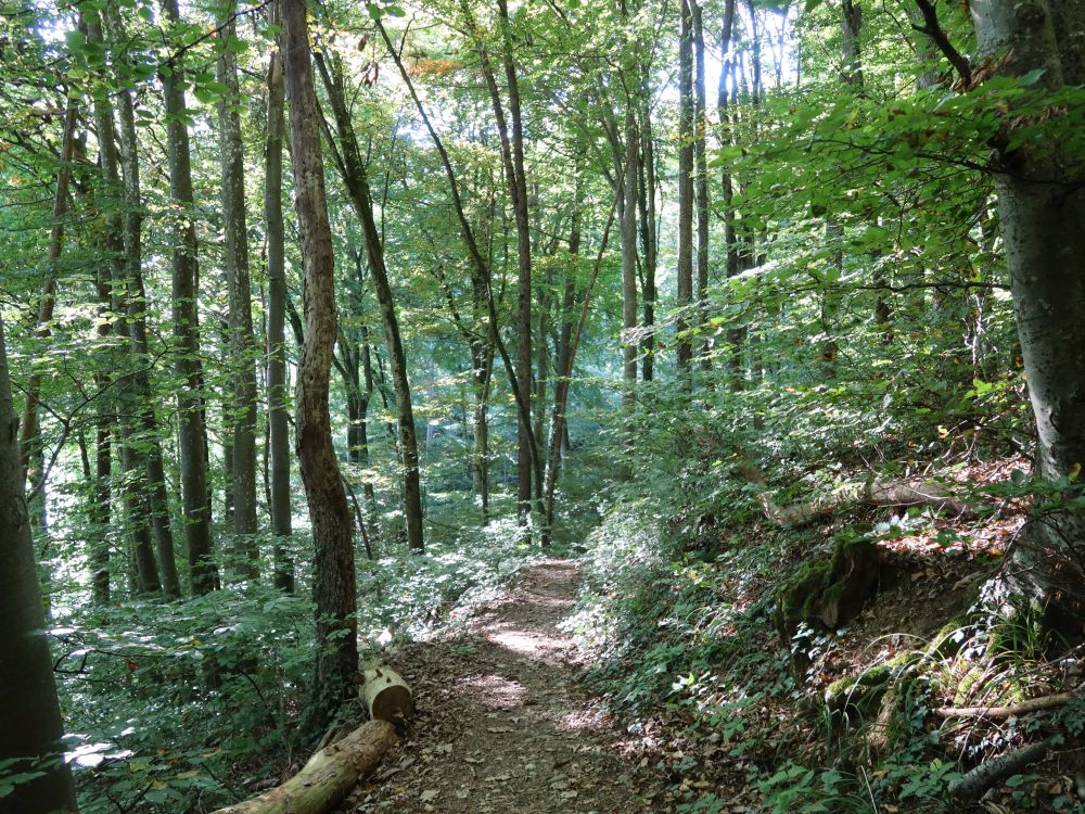 Waldpfad