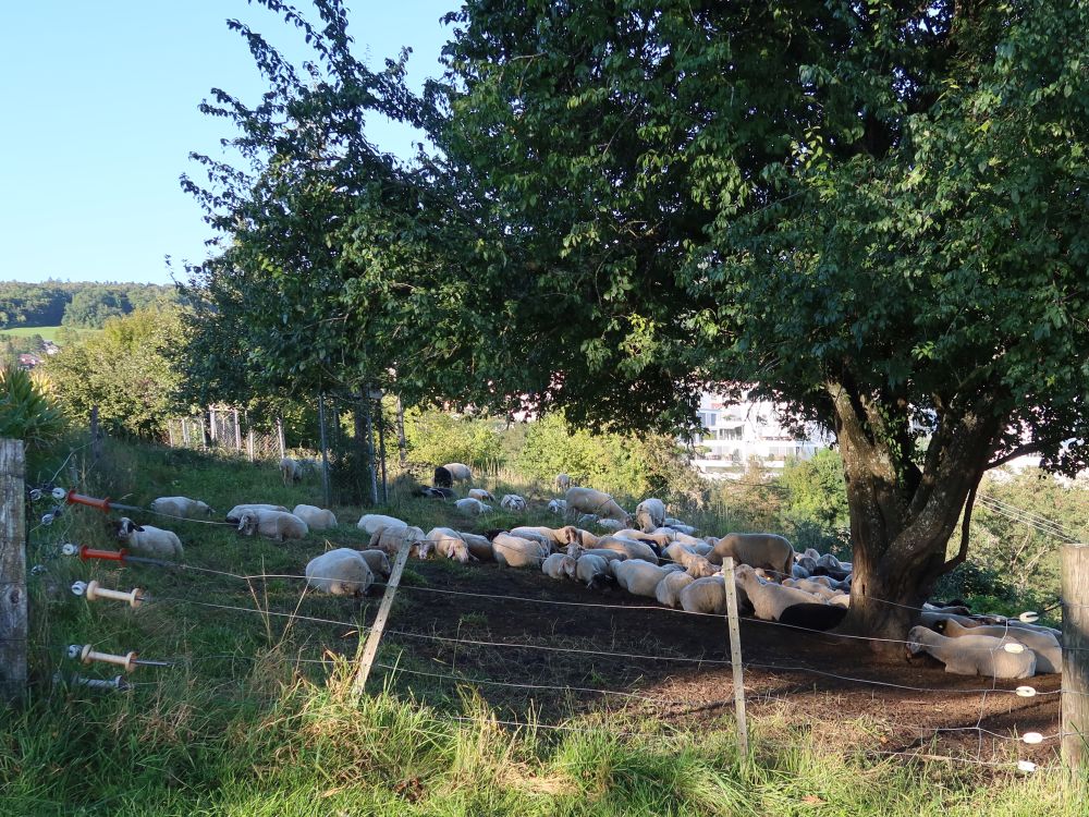 Schafe im Baumschatten