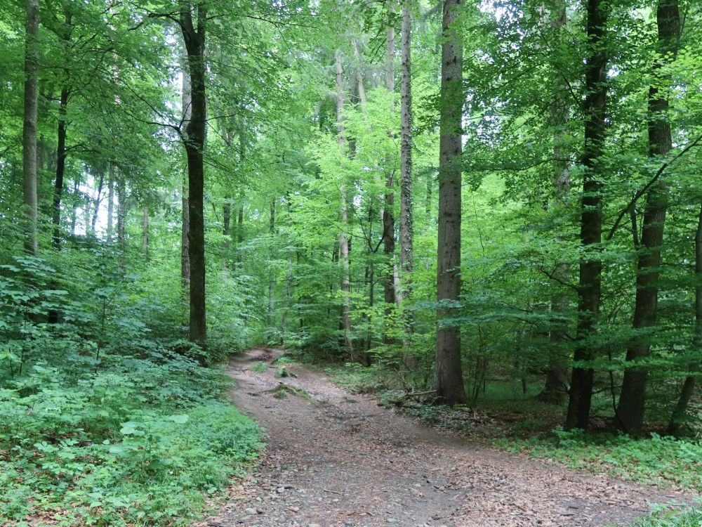 Waldweg Nähe Haldenhof