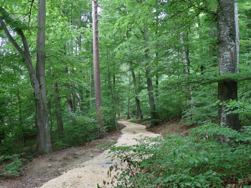 Neuer Waldweg
