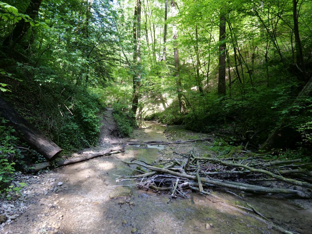 Giessenbach