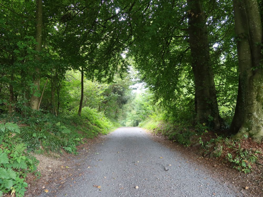 Waldweg
