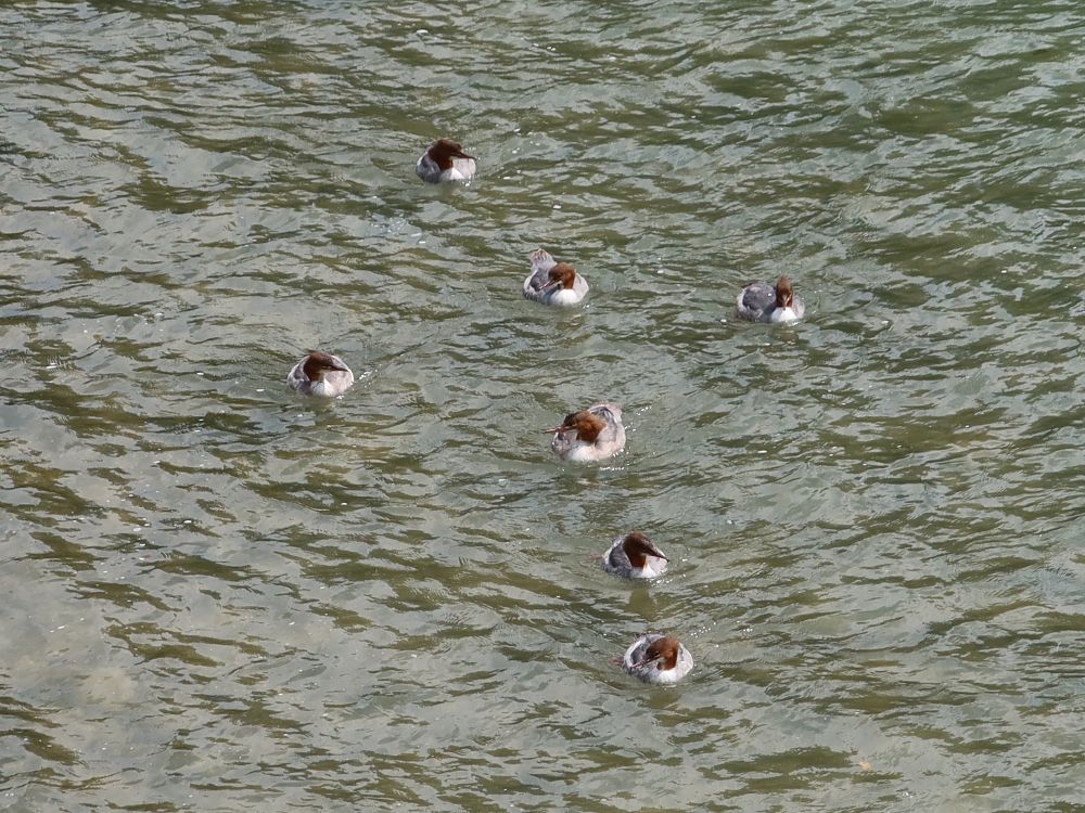 Gänsejäger
