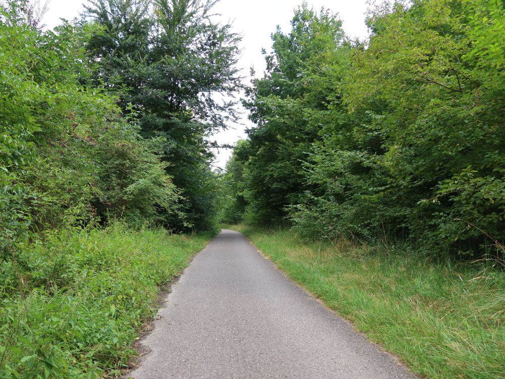 Weg am Grundwald