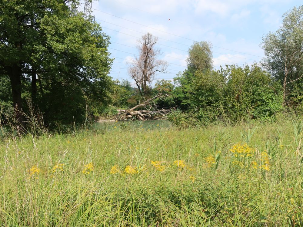 Totholz am anderen Reussufer