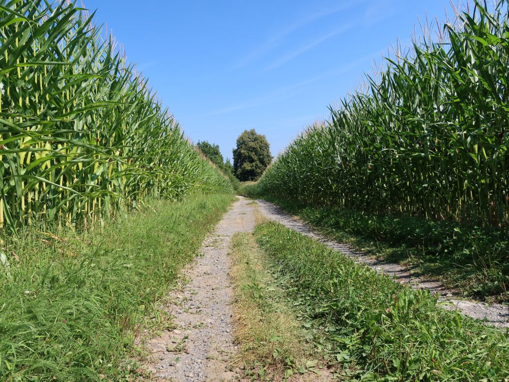 Weg zwischen Maisfeldern
