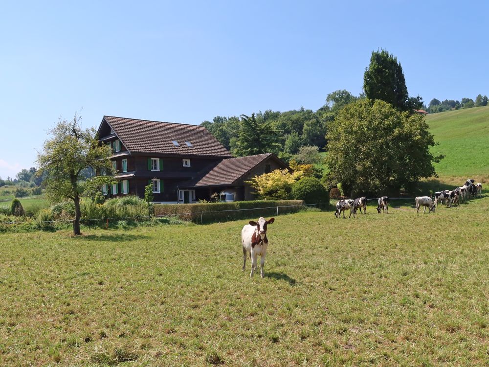 neugierige Kuh