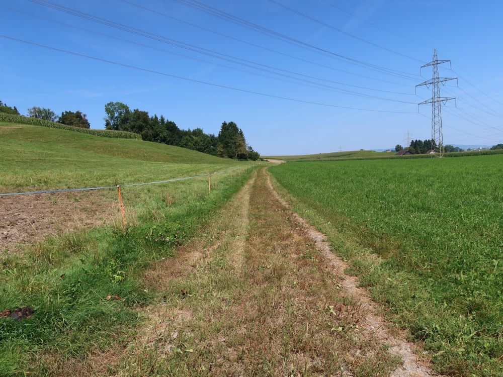 Wiesenpfad bei Schweissmatt