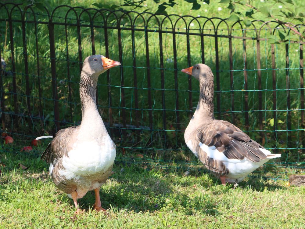 Gänse