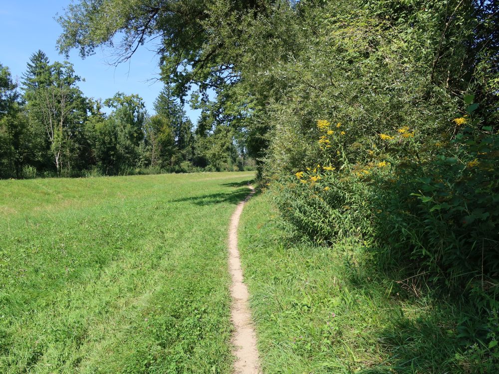 Wiesenpfad