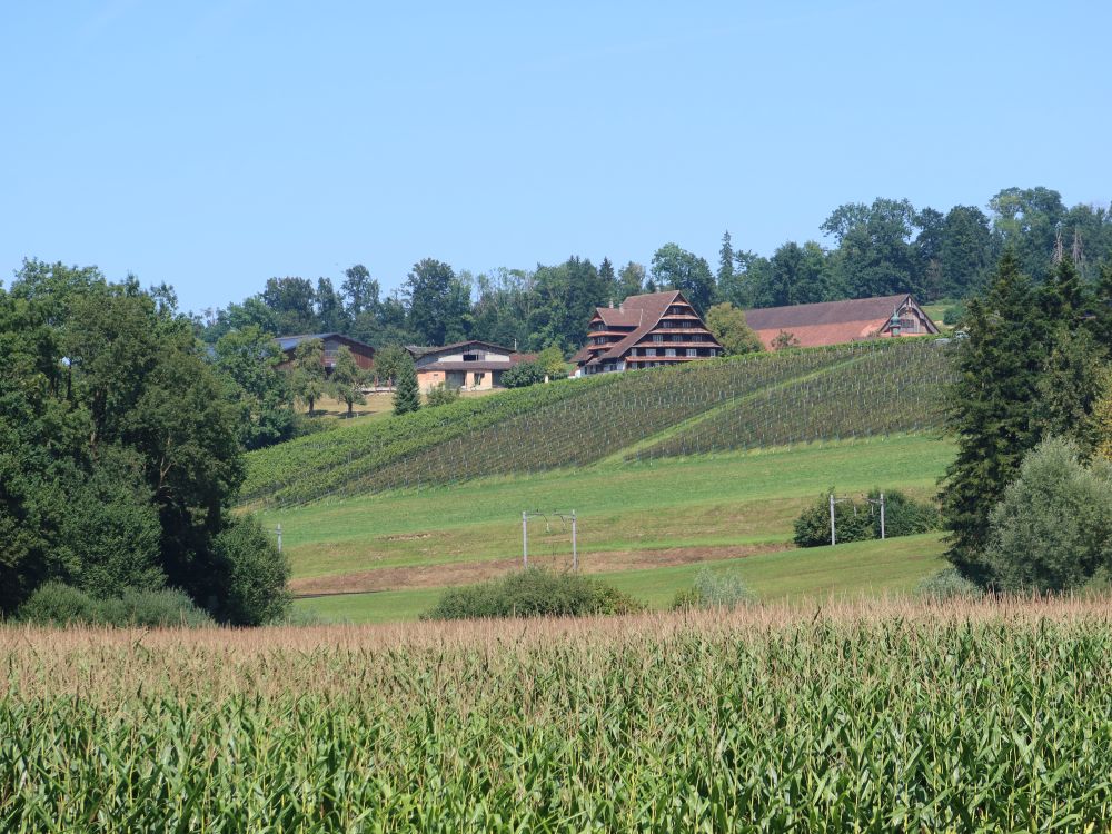 Blick Richtung Meisterswil