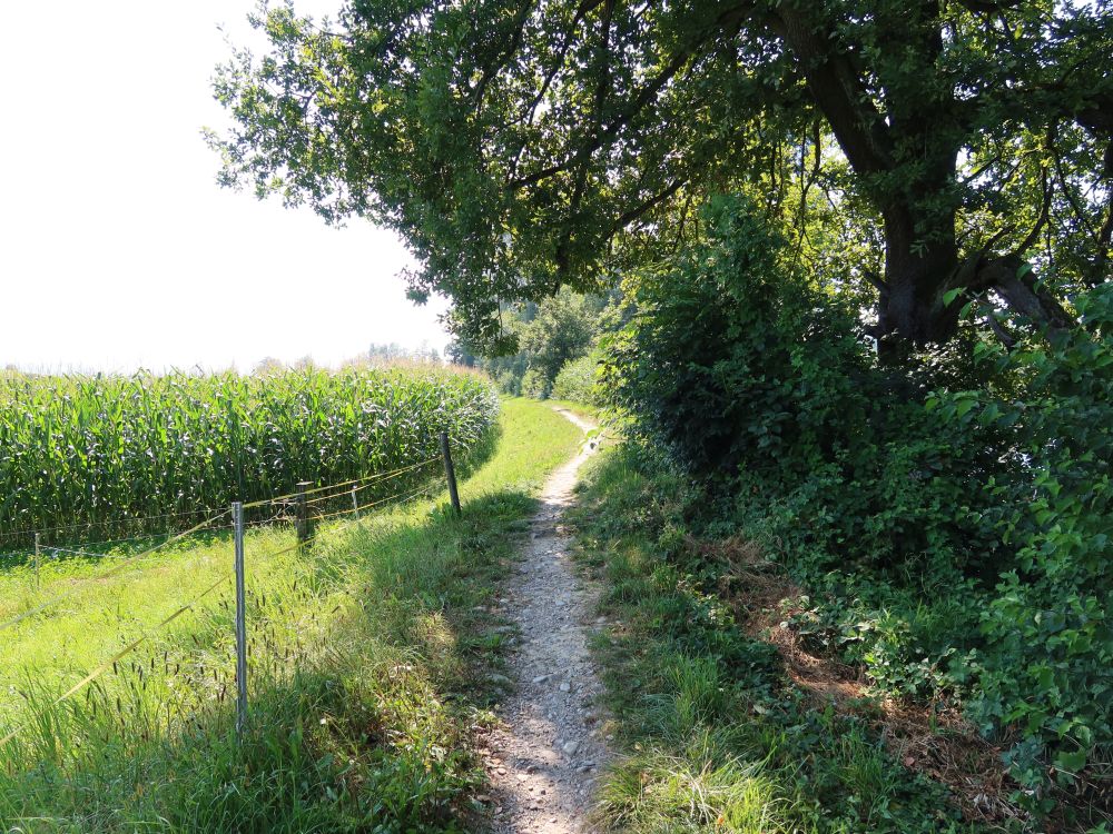 Pfad am Maisfeld