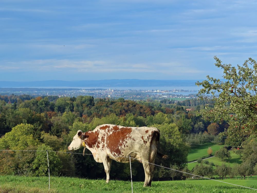 Kuh mit Bodensee im Hintergrund