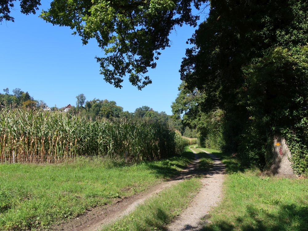 Weg am Maisfeld