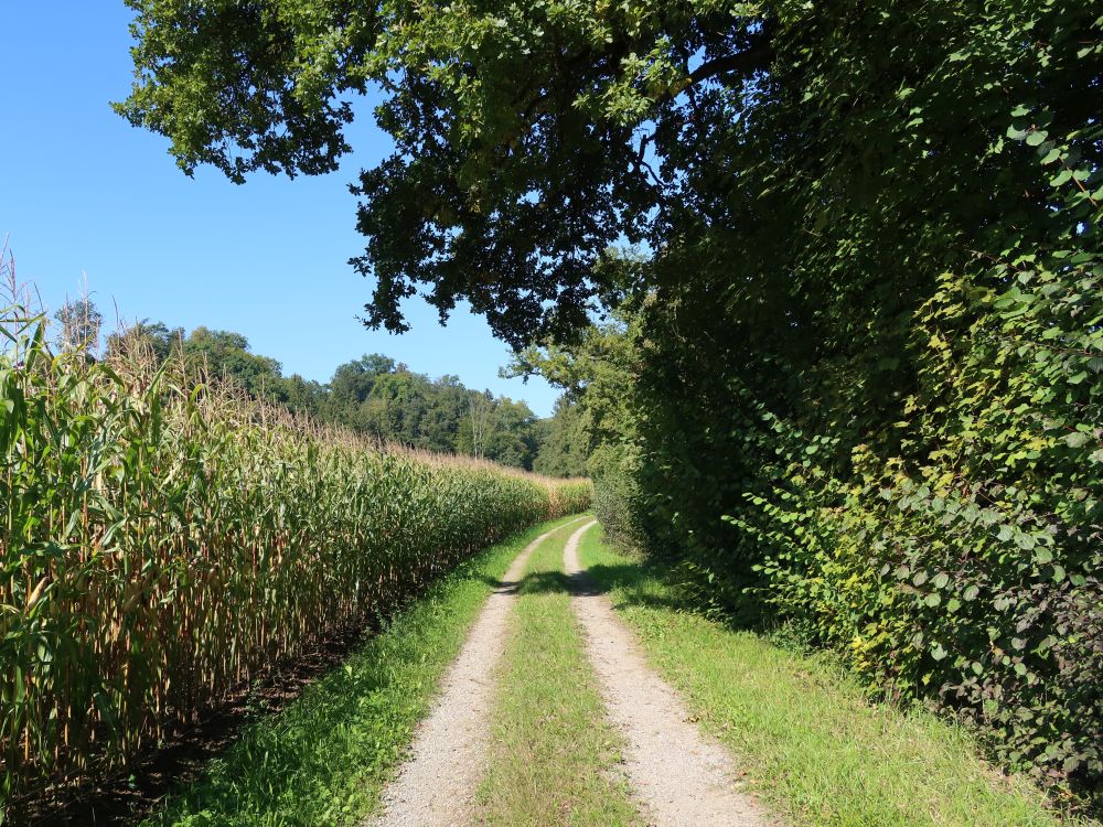 Weg am Maisfeld