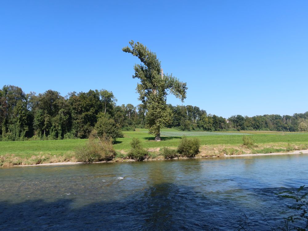 Baum am anderen Ufer