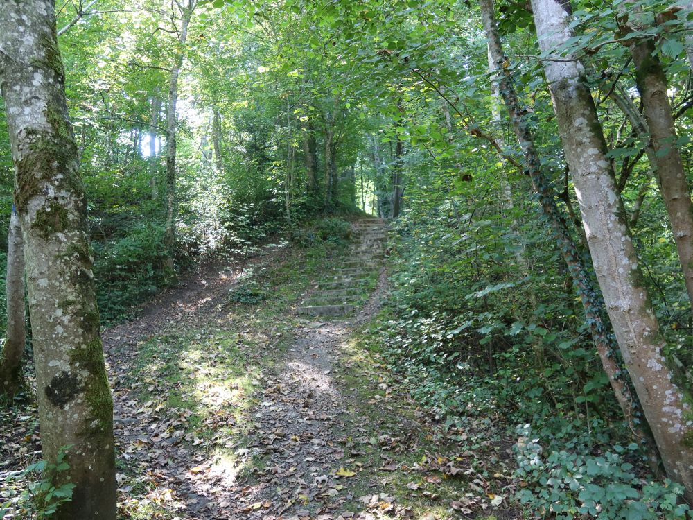 Waldpfad und Treppe