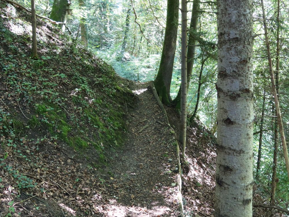 Waldpfad