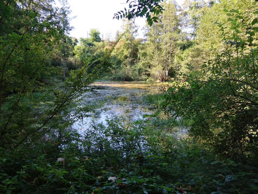 Teich im Fuchsenhölzli