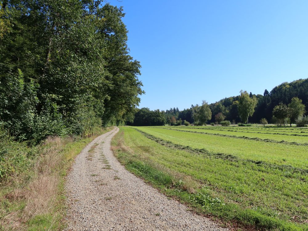 Weg am Waldrand