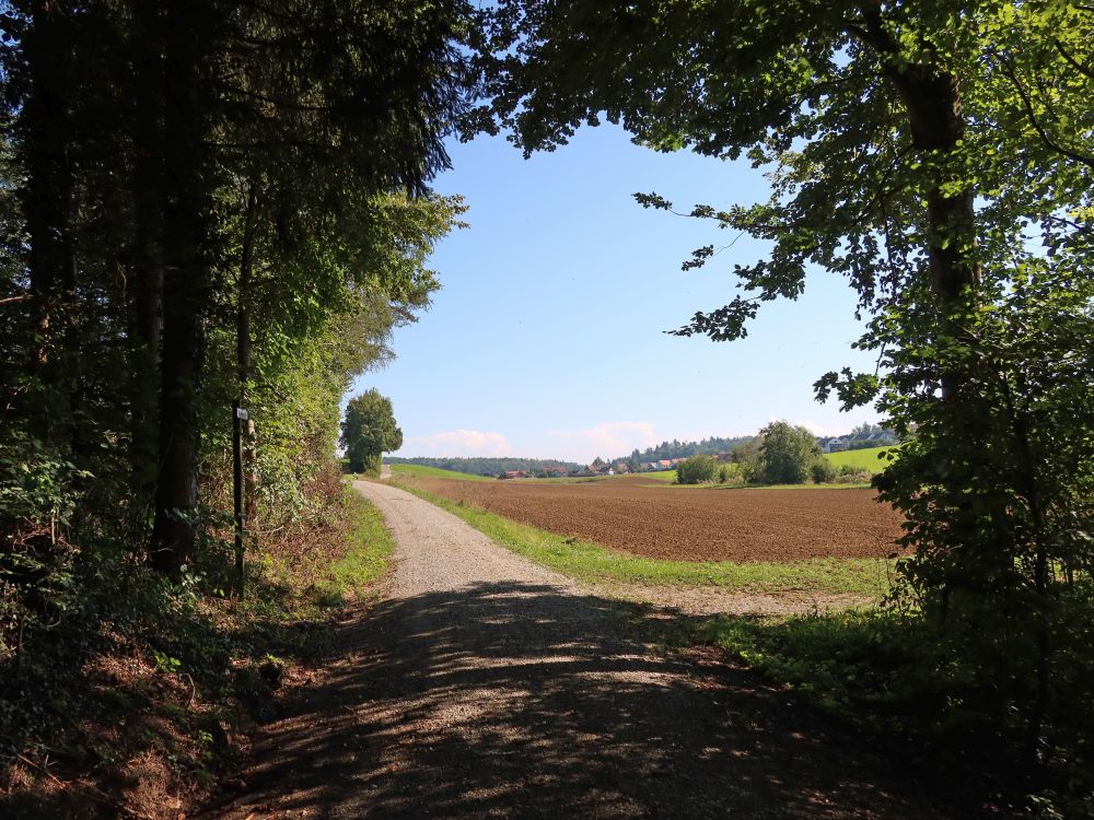 Weg am Waldrand