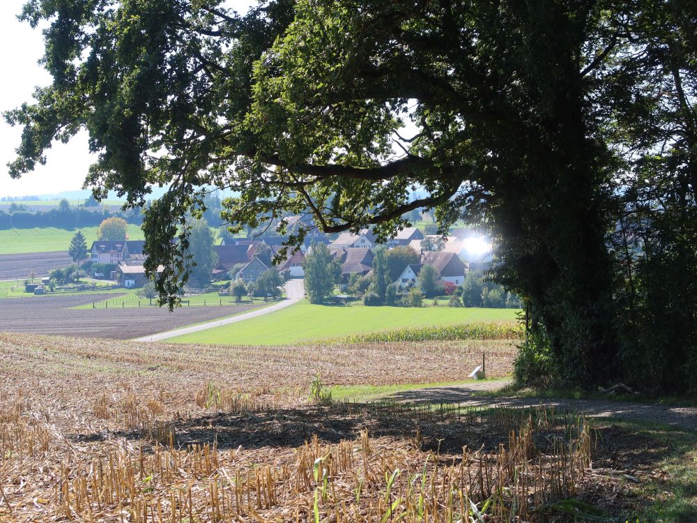 Blick Richtung Niederwil