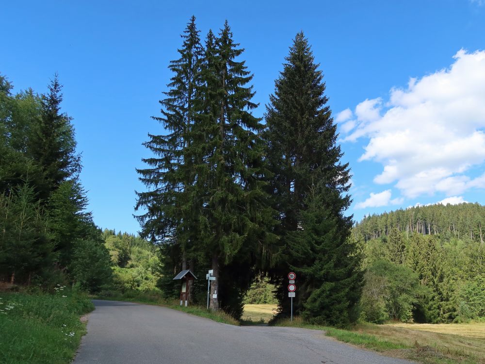 Tannen am Zipfelmühlenweg