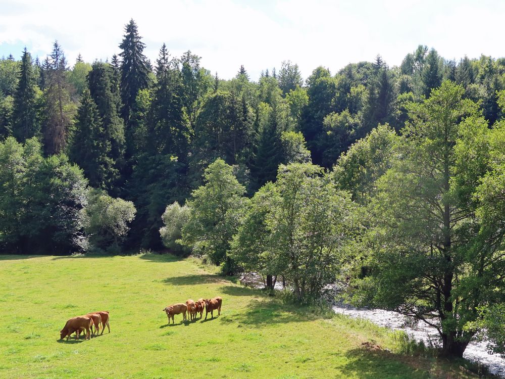 Kuhherde an der Gutach