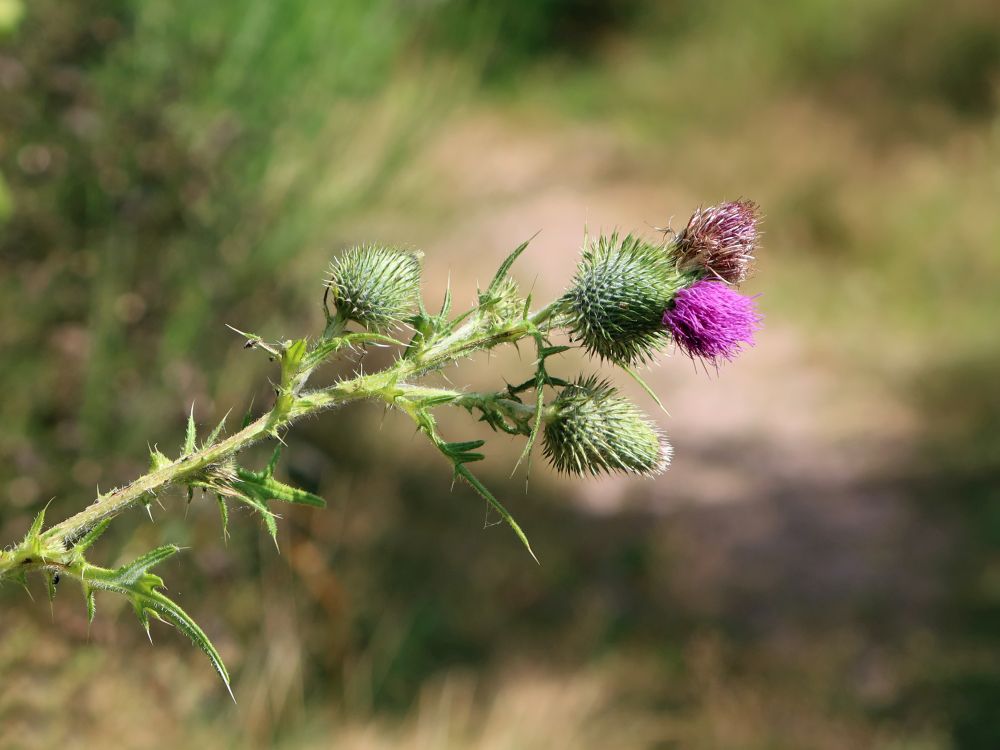 Distel mit Blüte