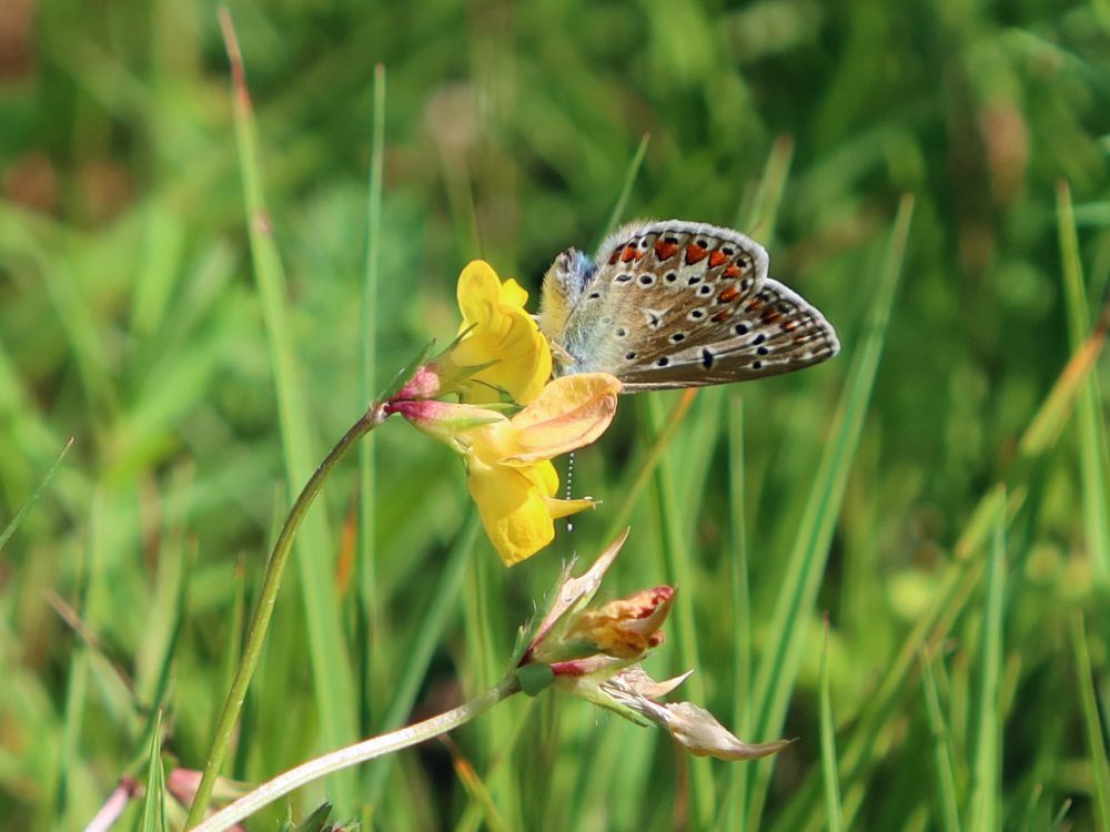 Schmetterling Bläuling