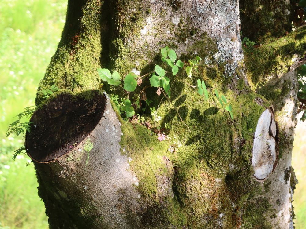 neue Triebe auf altem Baum