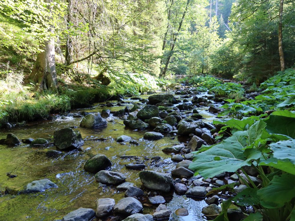 Pestwurz an der Haslach