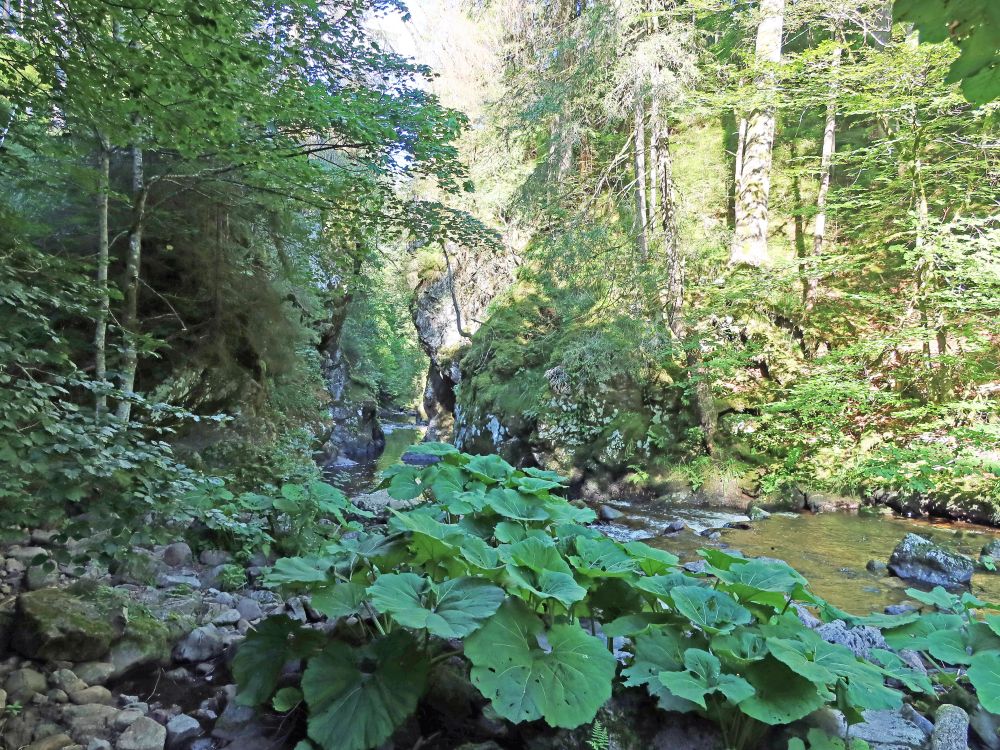 Höllochfelsen und Pestwurz