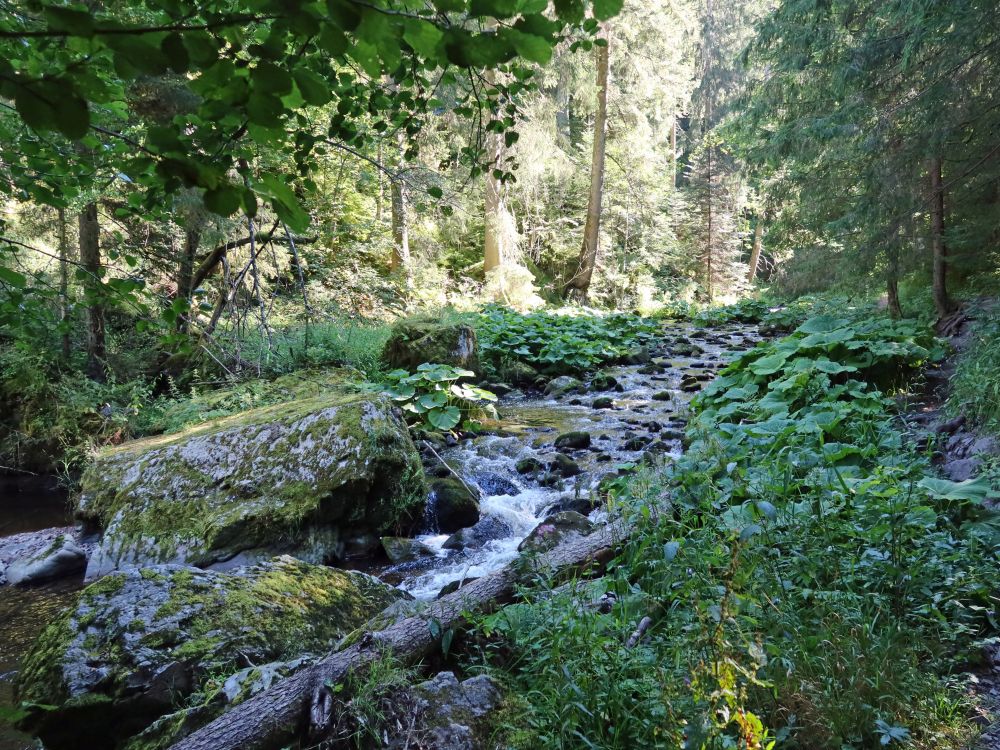 Pestwurz im Bachbett der Haslach