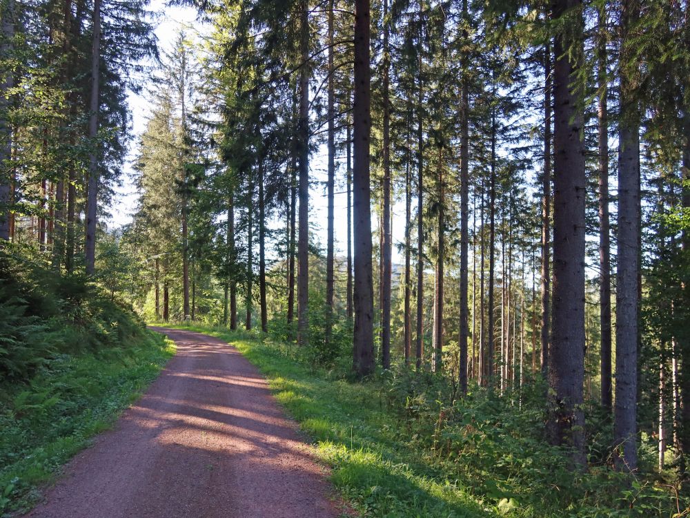 Waldweg