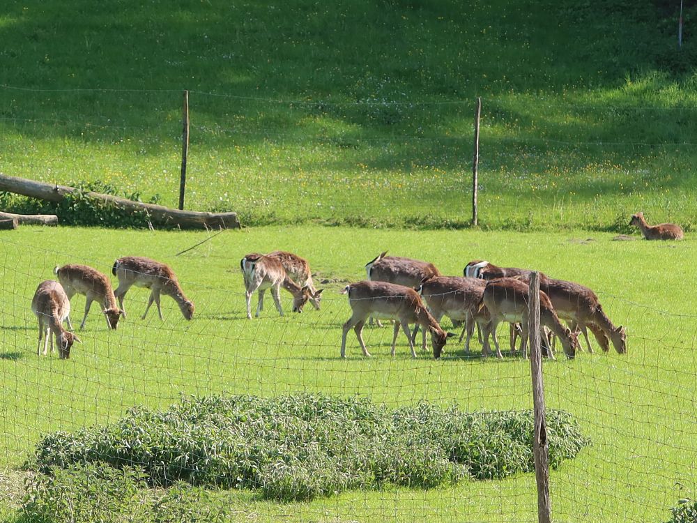 Wildgehege bei Tobel