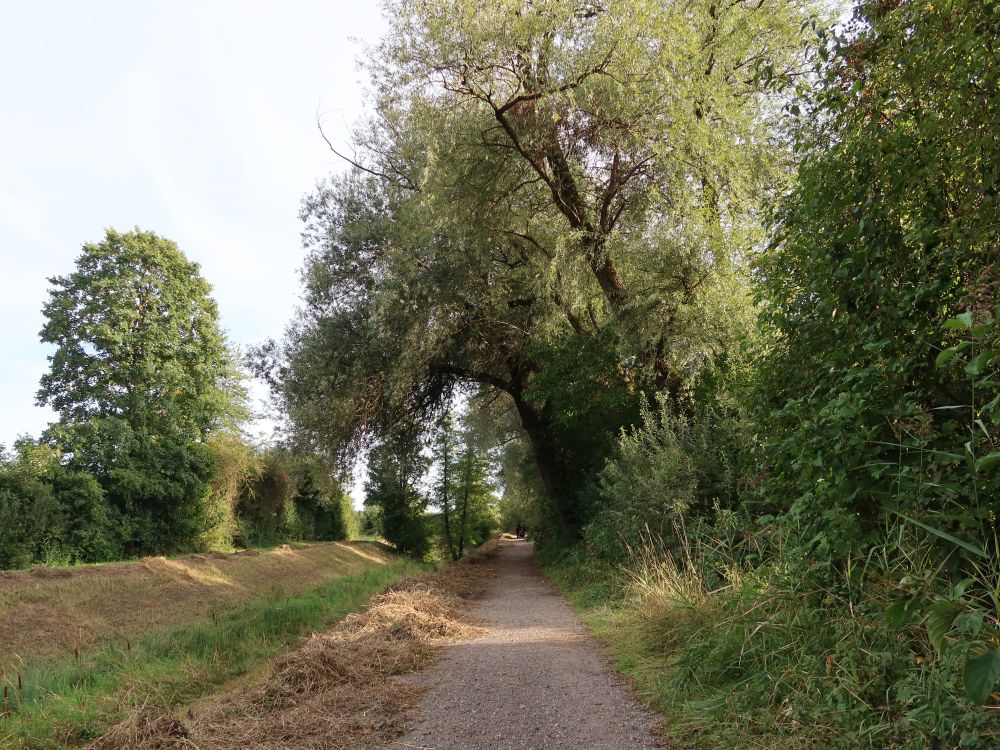 Weg im Feuchtbiotop Halbmatt