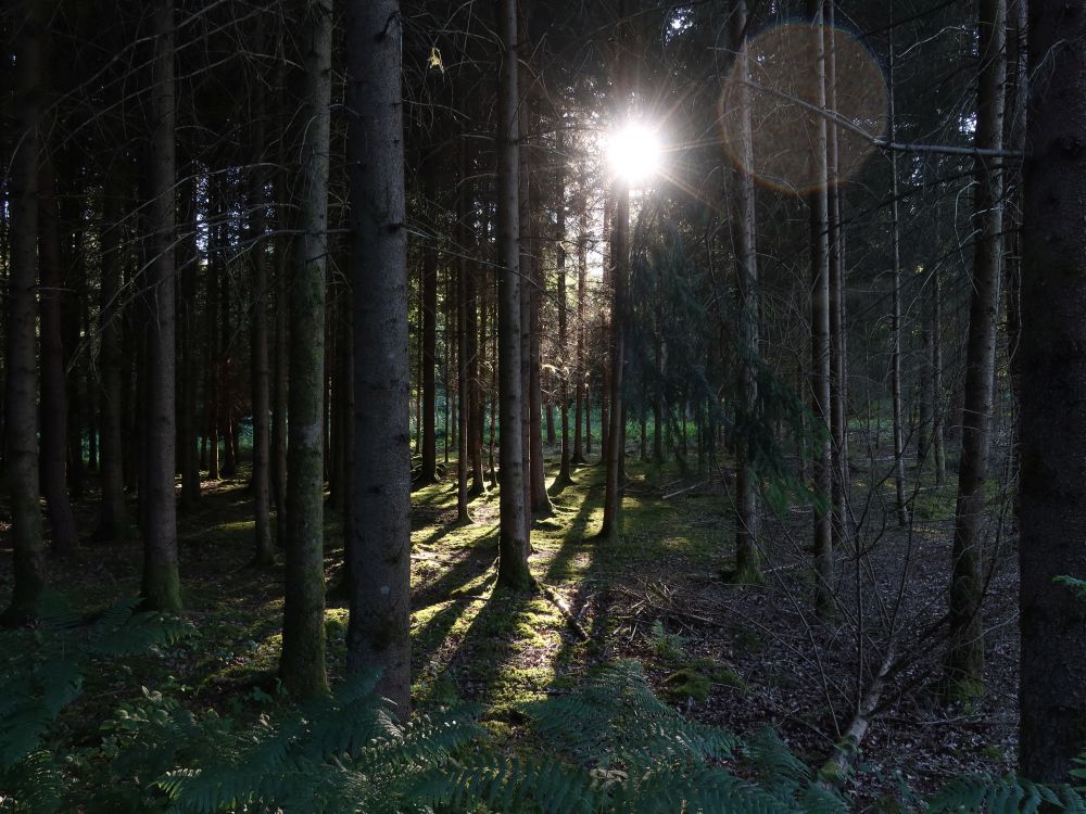 Gegenlicht im Wald