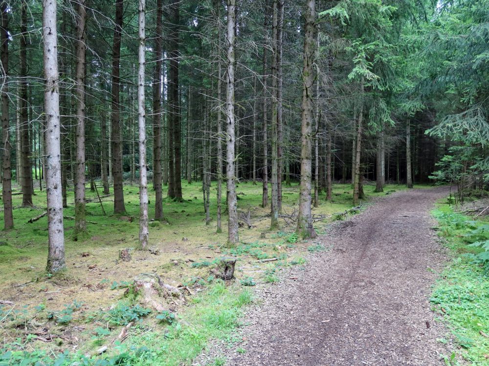 Waldweg und bemooster Waldboden
