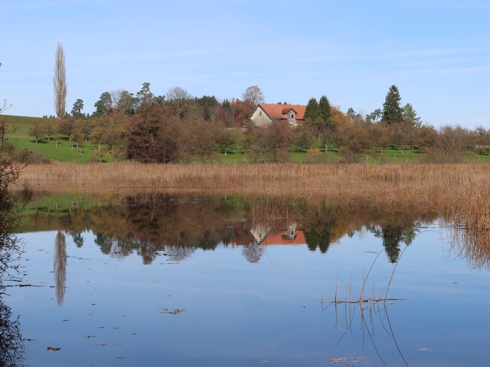 Spiegelung von Reute im Rütiweier