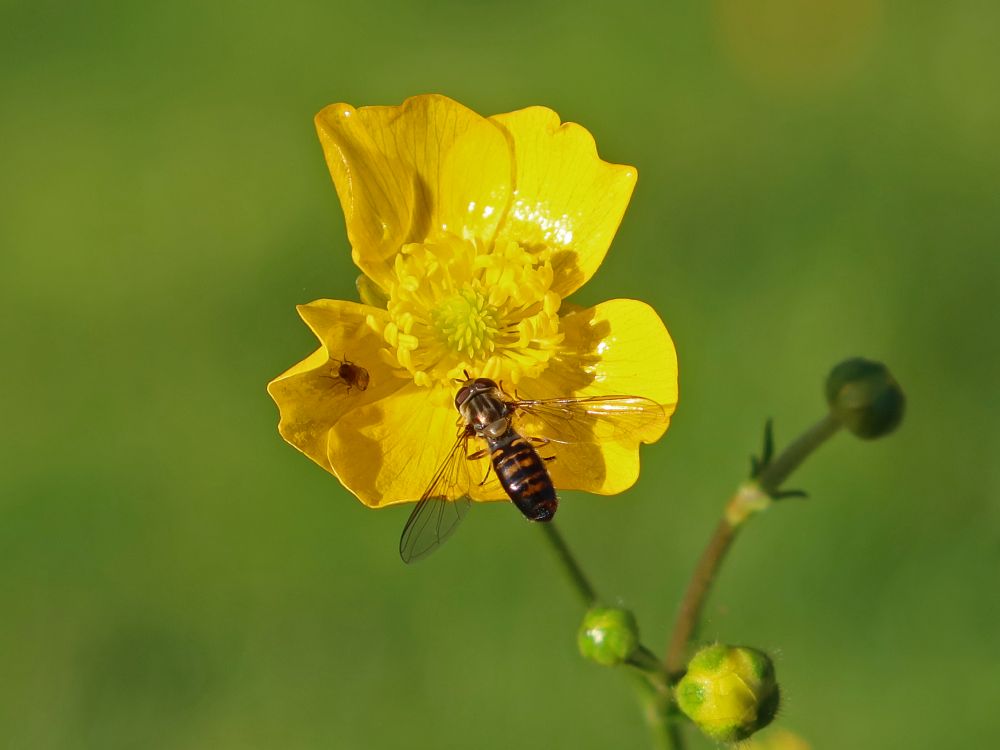 Schwebfliege auf Hahnenfuß
